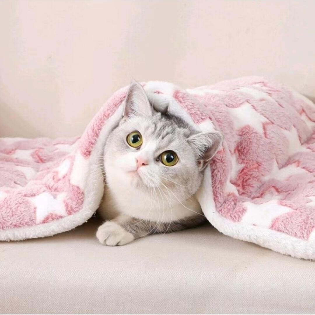 COUSSIN CHAT | Le Confort Révolutionnaire pour Votre Félin™ - opaschats