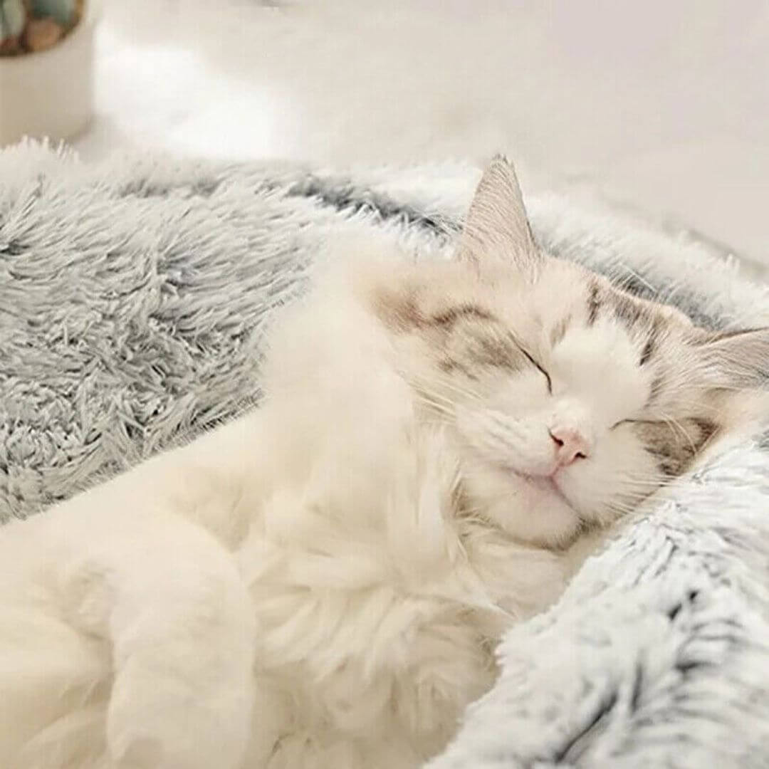 COUSSIN POUR CHAT | Comfycatnest™ - opaschats