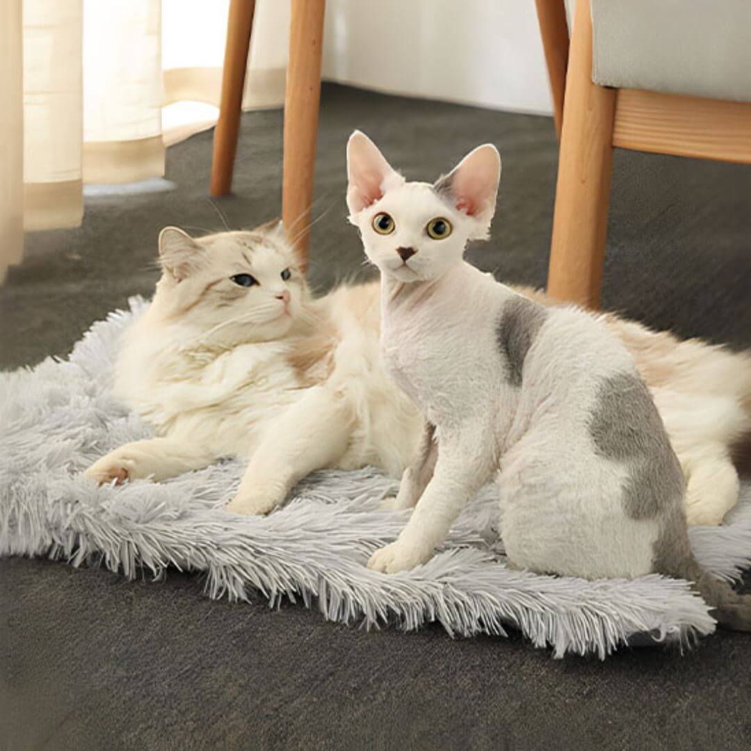 coussin pour chat | tapis douillet - opaschats