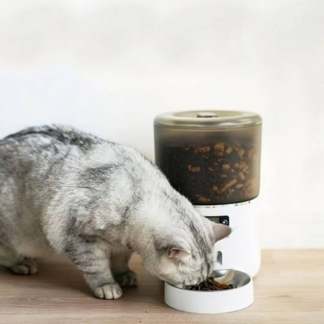 DISTRIBUTEUR CROQUETTES CHAT | Snack Time™ - opaschats