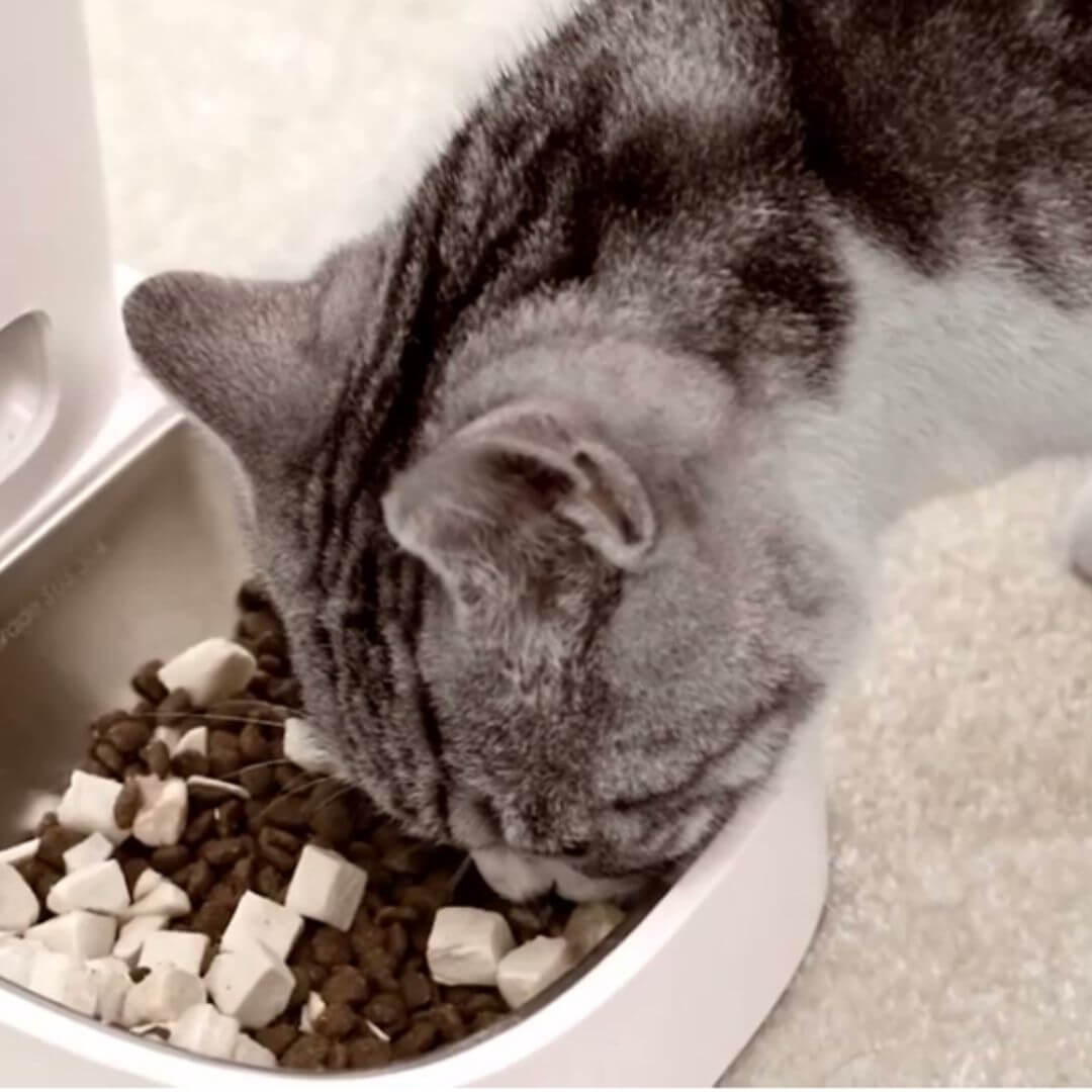 DISTRIBUTEUR CROQUETTES CHAT | wifi Chat™ - opaschats