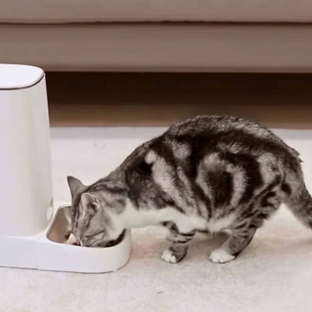 DISTRIBUTEUR CROQUETTES CHAT | wifi Chat™ - opaschats