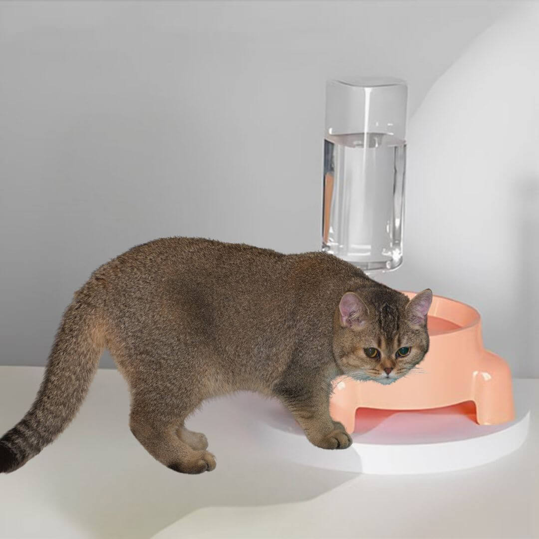 DISTRIBUTEUR EAU CHAT | Simple mais Gourmandâą - opaschats