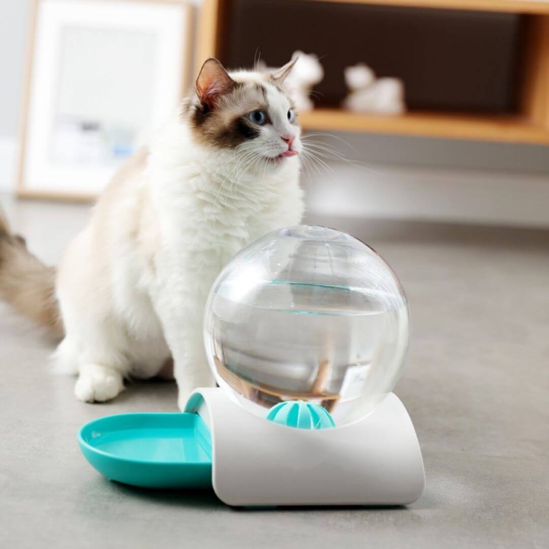 FONTAINE À EAU CHAT | Modèle Écologique™ - opaschats