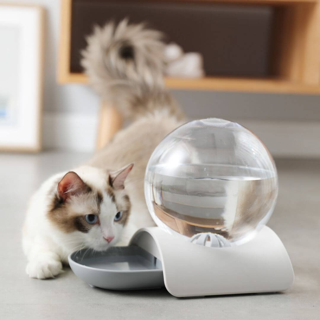 FONTAINE À EAU CHAT | Modèle Écologique™ - opaschats
