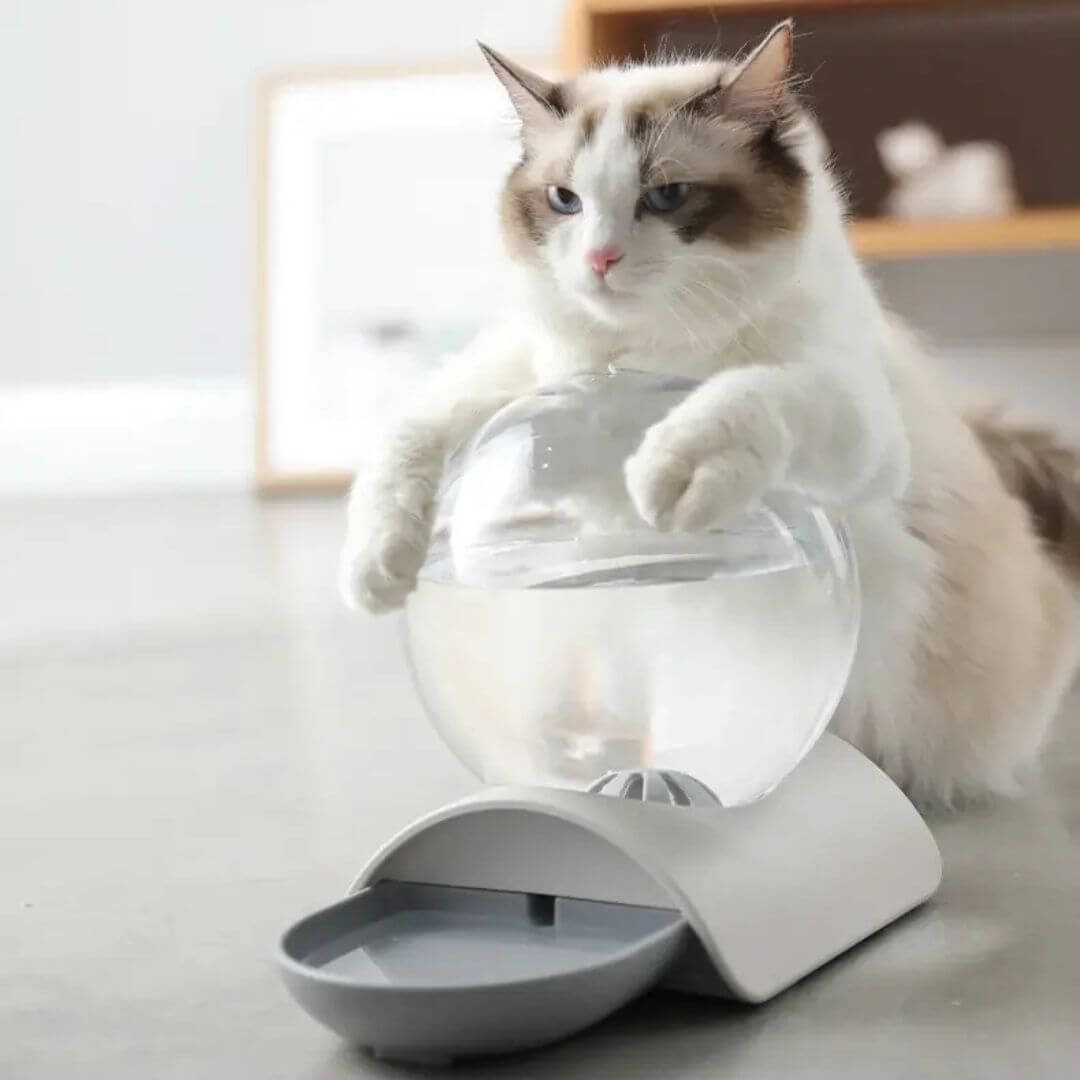 FONTAINE À EAU CHAT | Modèle Écologique™ - opaschats