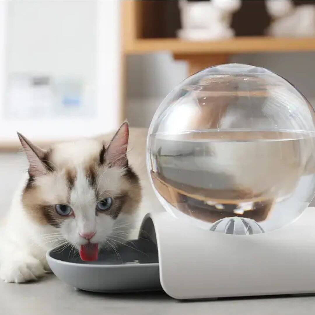 FONTAINE À EAU CHAT | Modèle Écologique™ - opaschats