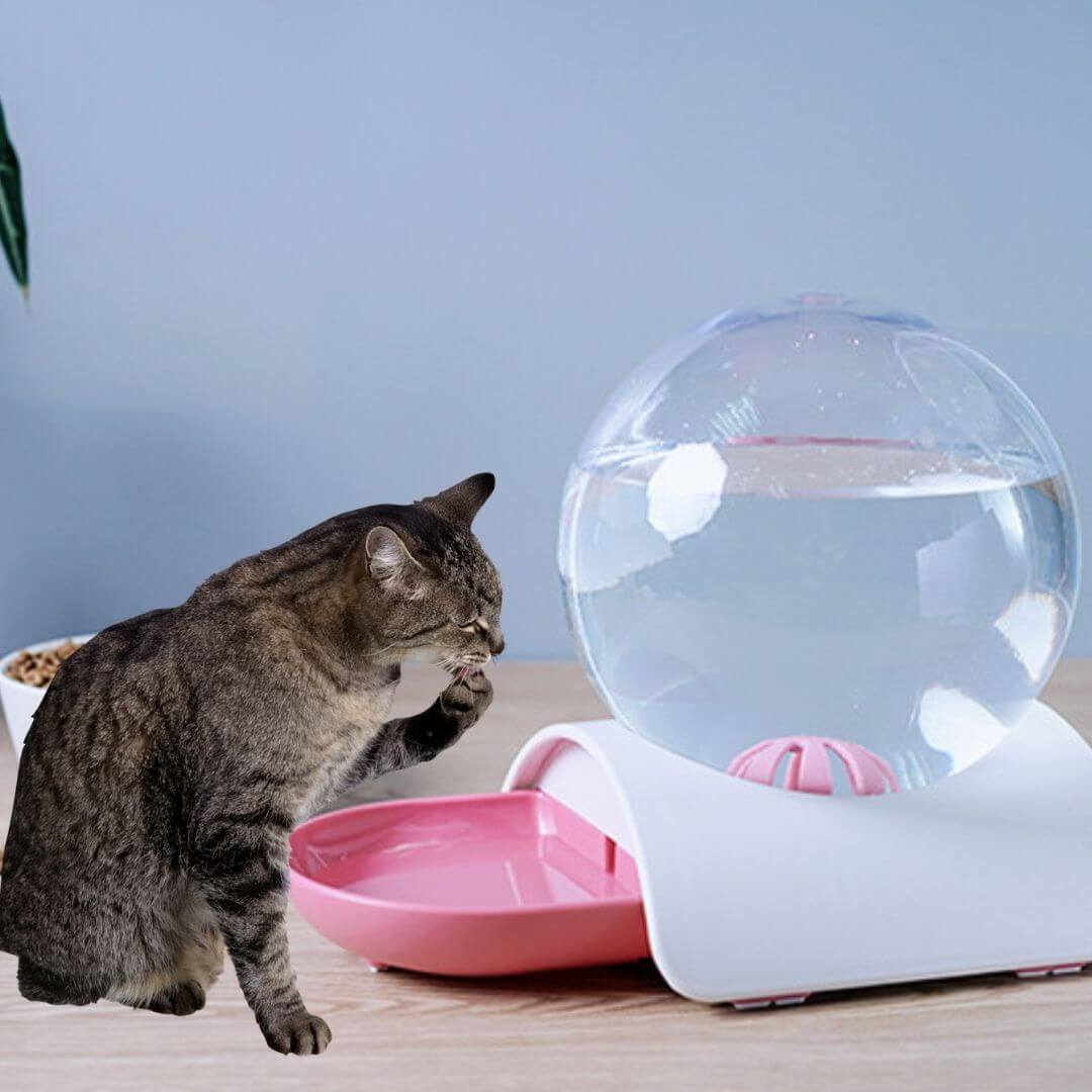 FONTAINE À EAU CHAT | Modèle Écologique™ - opaschats