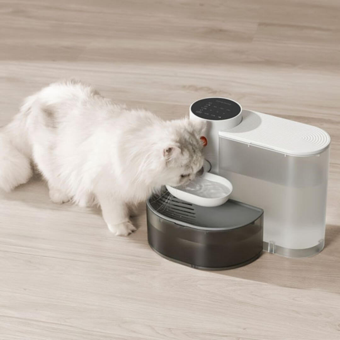FONTAINE A EAU CHAT | Ruisseau Chatoyant™ - opaschats