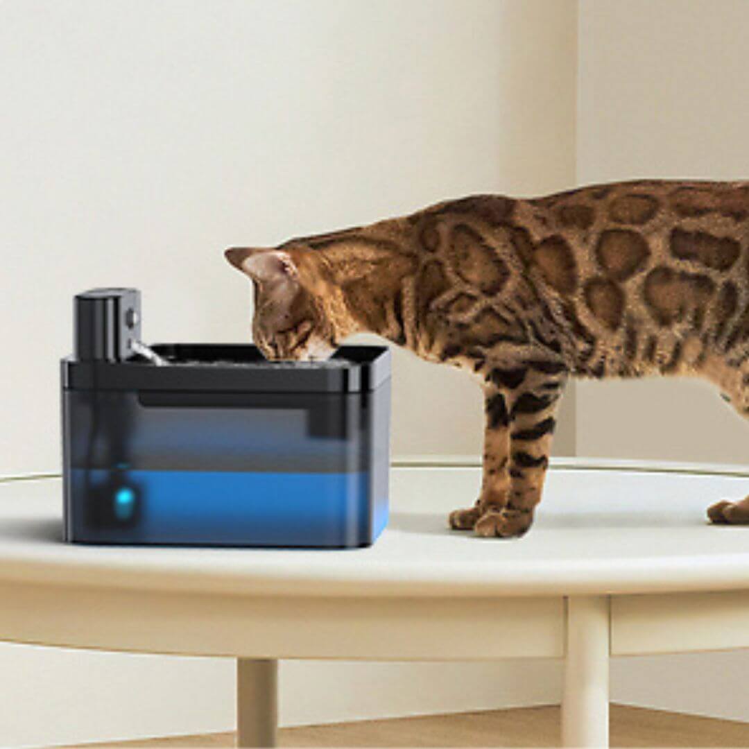 FONTAINE A EAU CHAT | Ruisseau des Compagnons™ - opaschats
