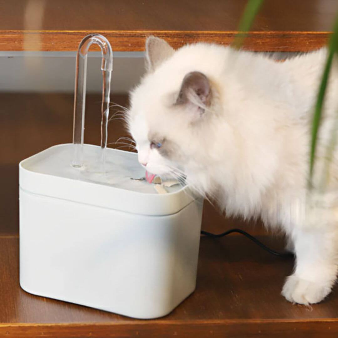 FONTAINE A EAU CHAT | Style Robinet™ - opaschats