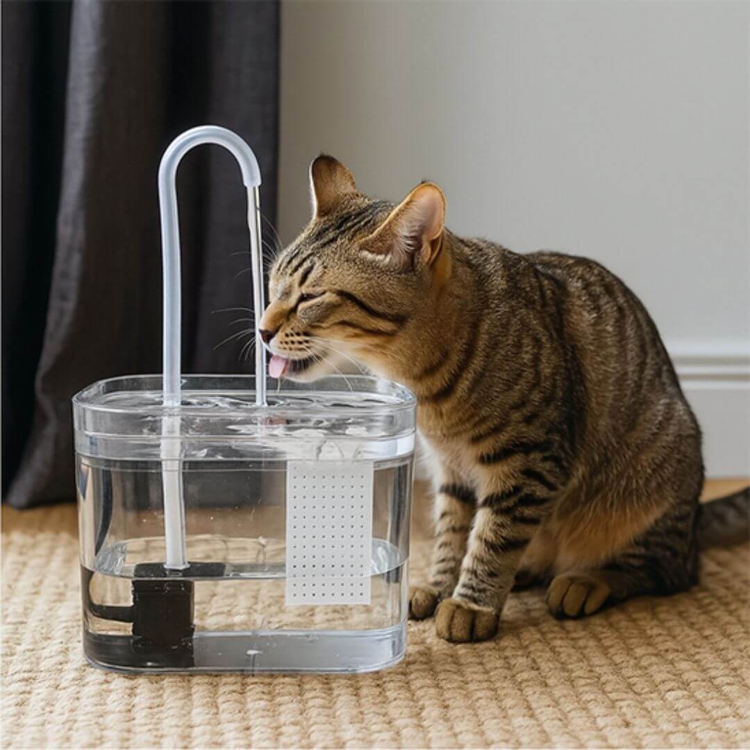 FONTAINE A EAU POUR CHAT | Chat Glouglouâą - opaschats