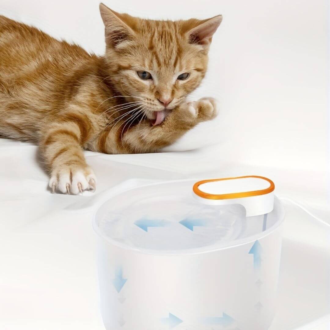 FONTAINE EAU CHAT | Design Épuré™ - opaschats