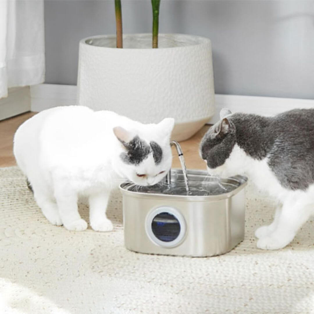 FONTAINE EAU CHAT | Fontaine Pureté™ - opaschats