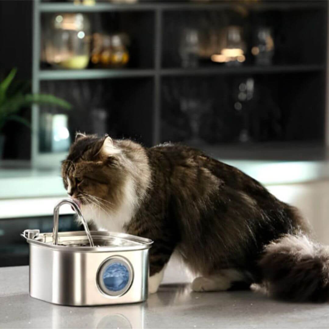 FONTAINE EAU CHAT | Fontaine Pureté™ - opaschats