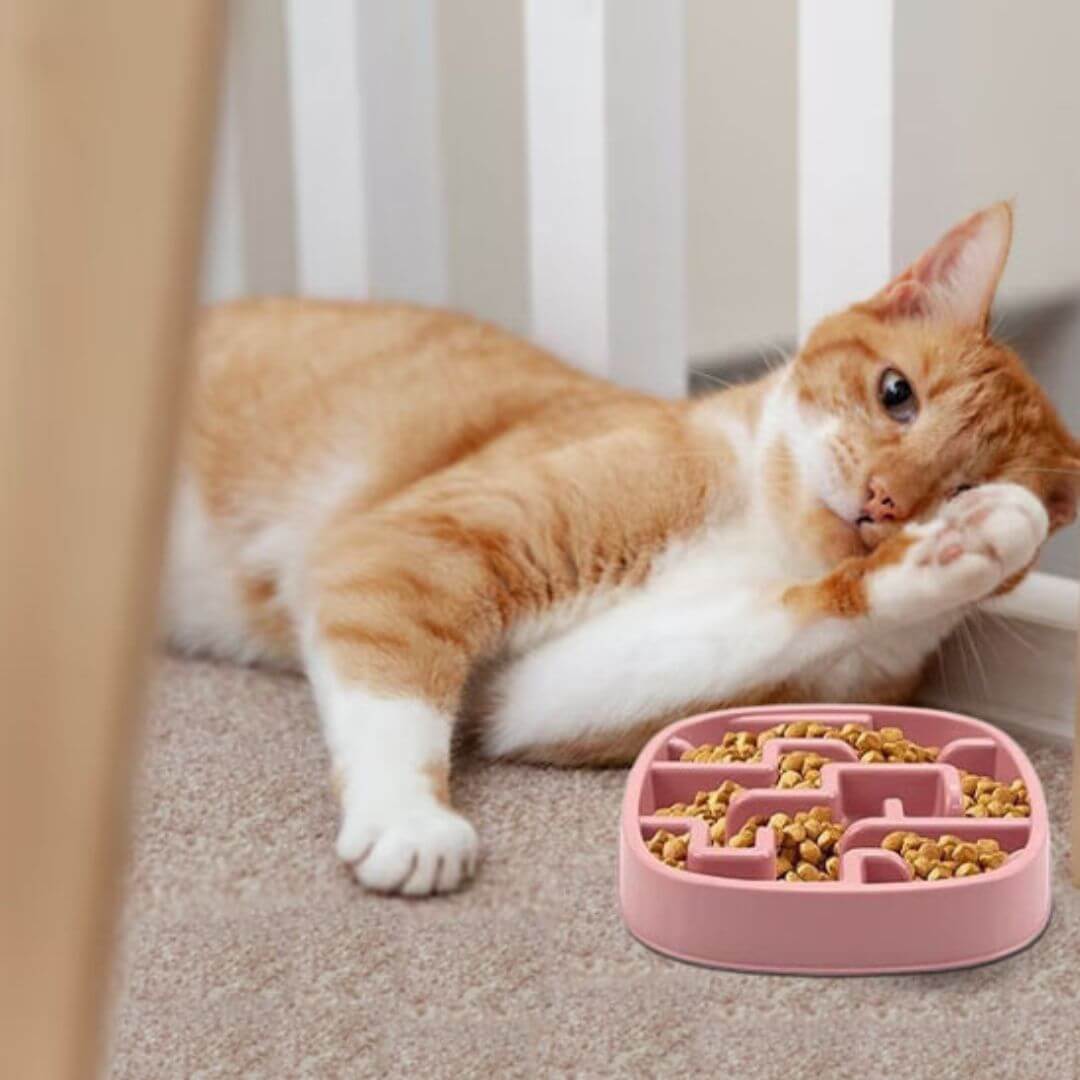 gamelle anti glouton chat anti vomissement