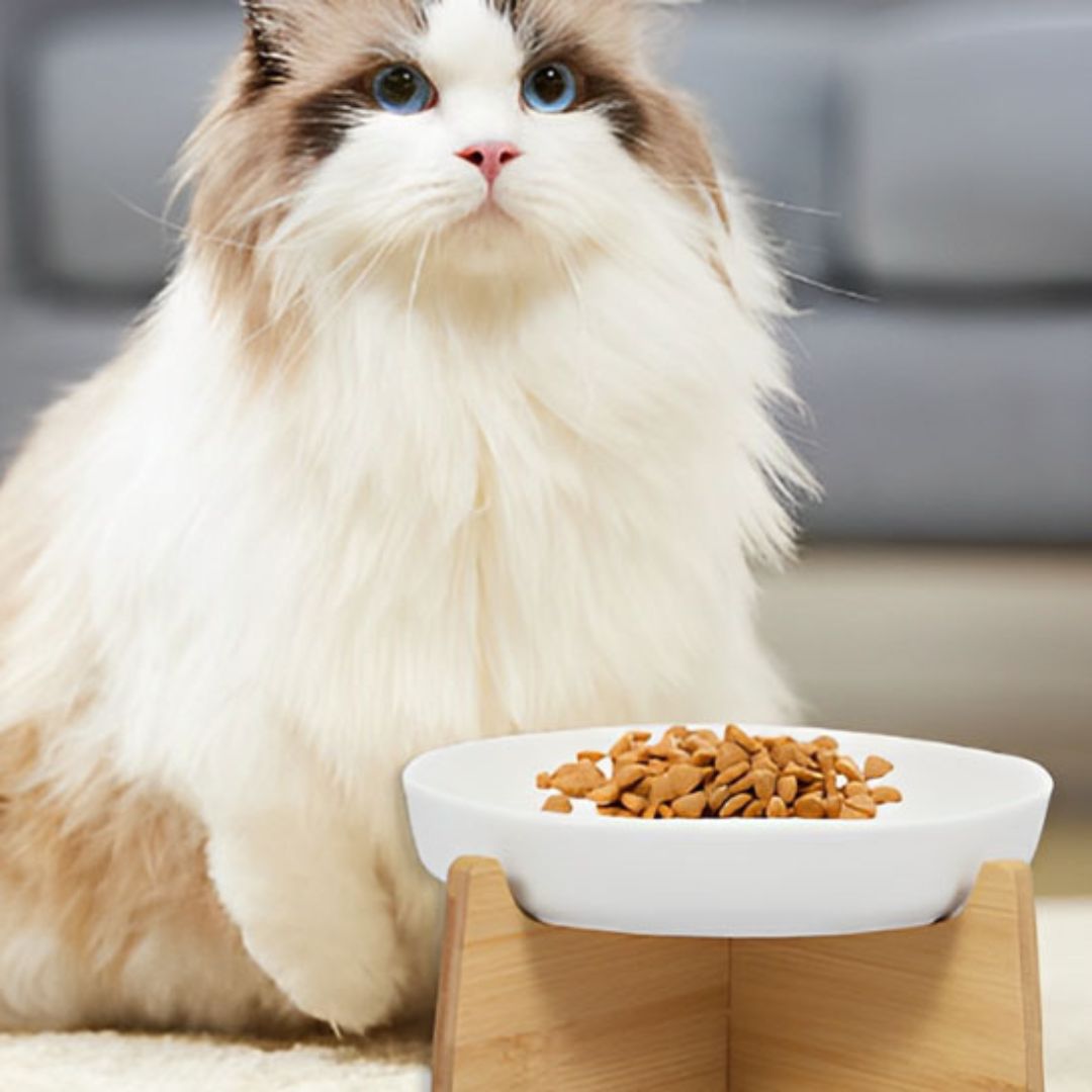 GAMELLE ANTI GLOUTON CHAT | Cat'Bol™ - opaschats