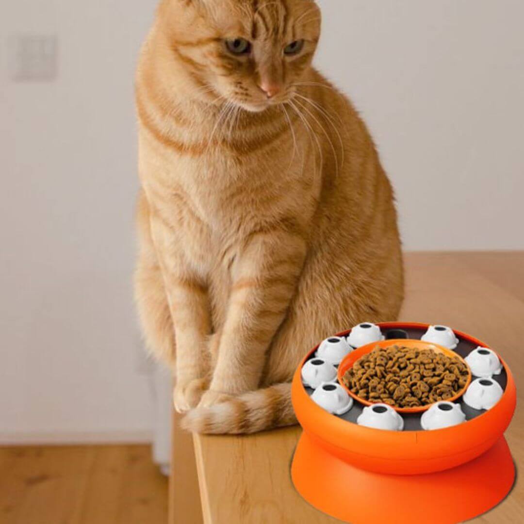 GAMELLE ANTI GLOUTON CHAT |Œil de Chat™ - opaschats