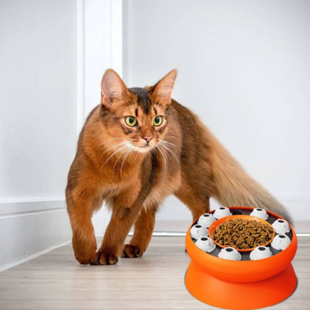 gamelle anti glouton chat | œil de chat - opaschats