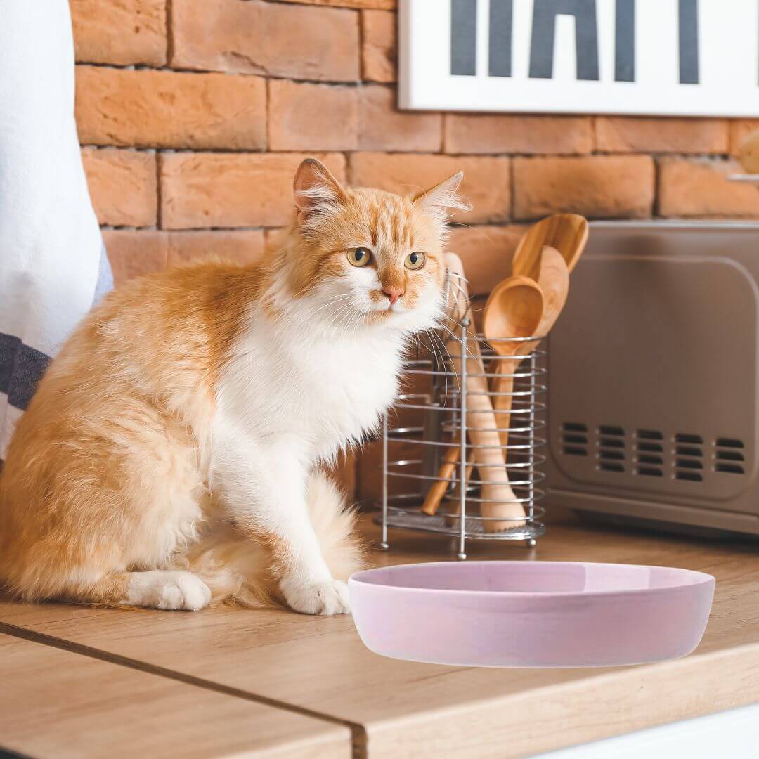 GAMELLE ANTI GLOUTON CHAT | Tournicoti™ - opaschats
