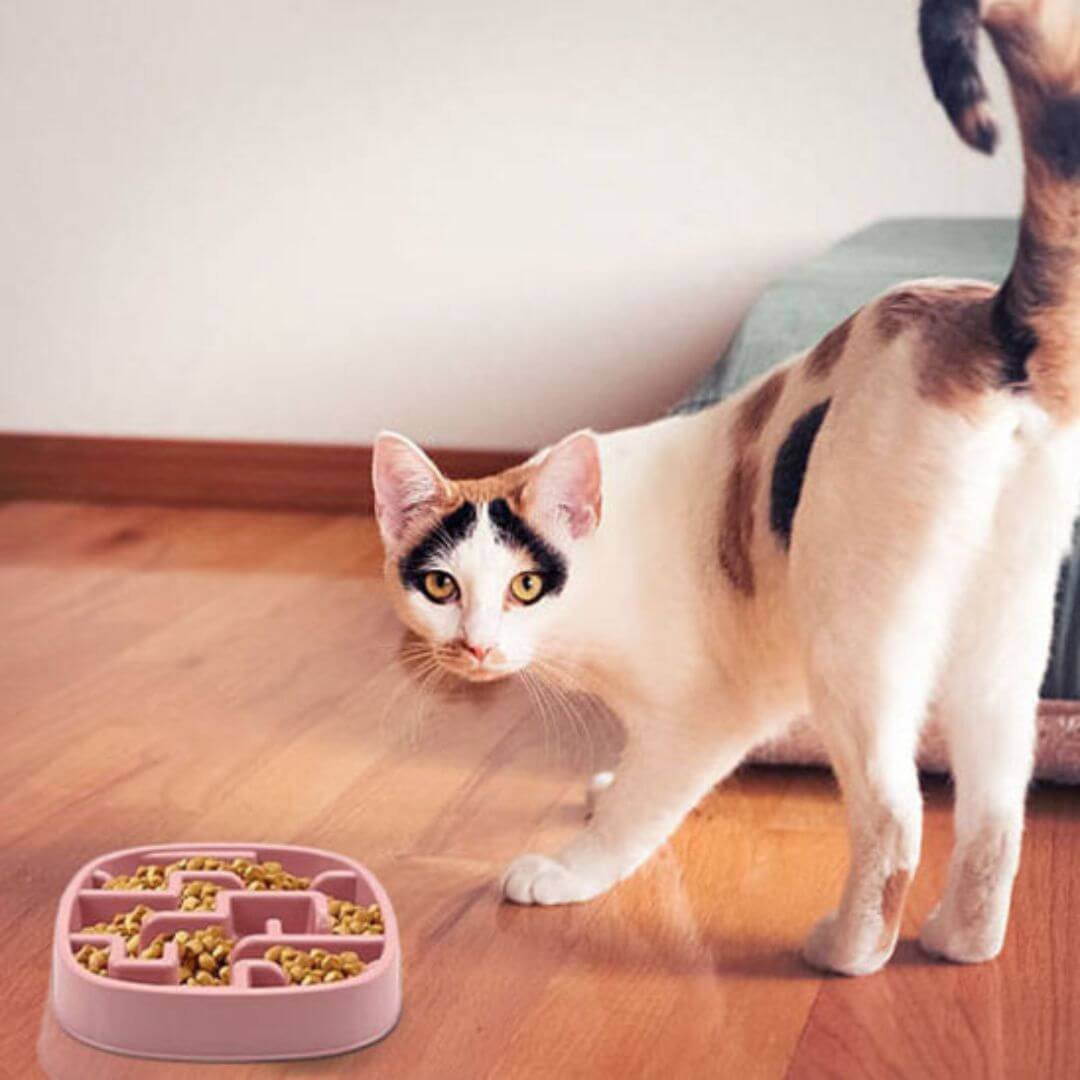GAMELLE ANTI GLOUTON CHAT | Zen Attitude™ - opaschats