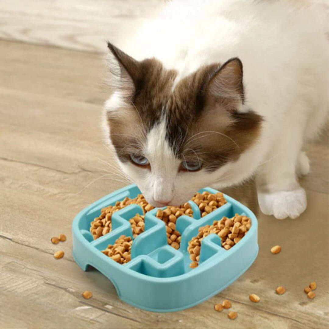 GAMELLE ANTI GLOUTON CHAT | Zen Attitude™ - opaschats