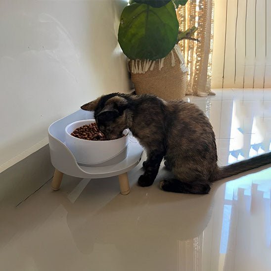 GAMELLE CHAT | Bols Doublesâą - opaschats
