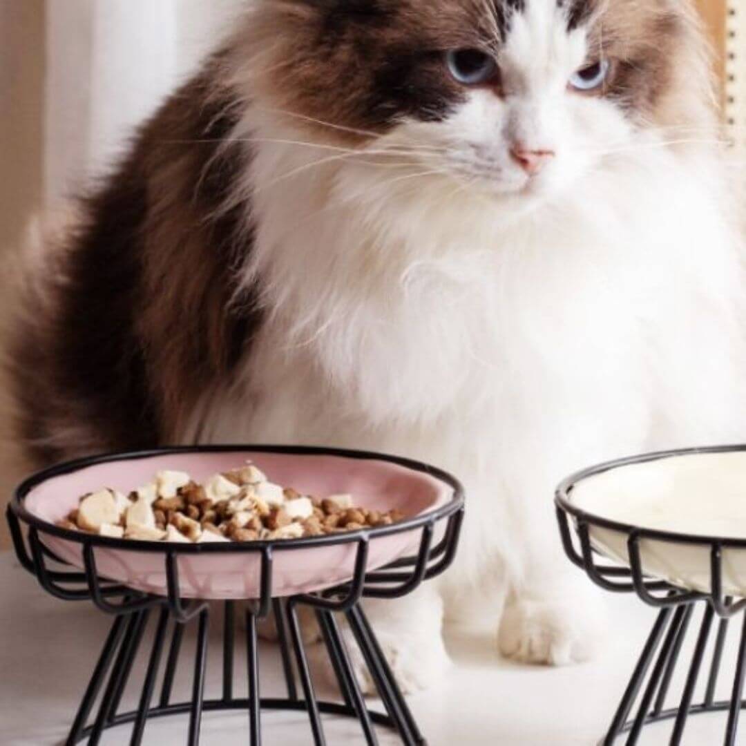GAMELLE CHAT | Confort et élégance™ - opaschats