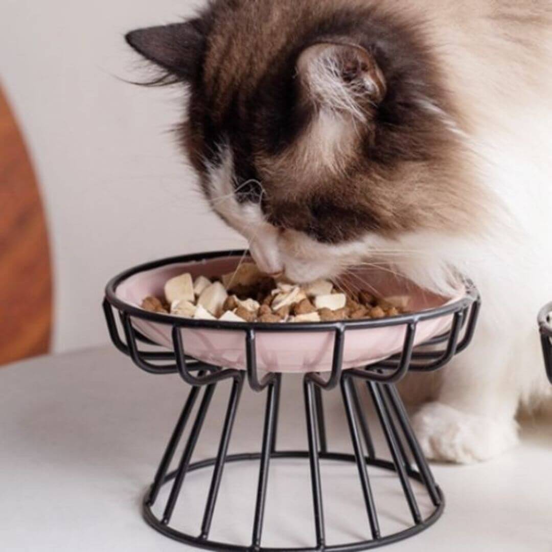 GAMELLE CHAT | Confort et élégance™ - opaschats