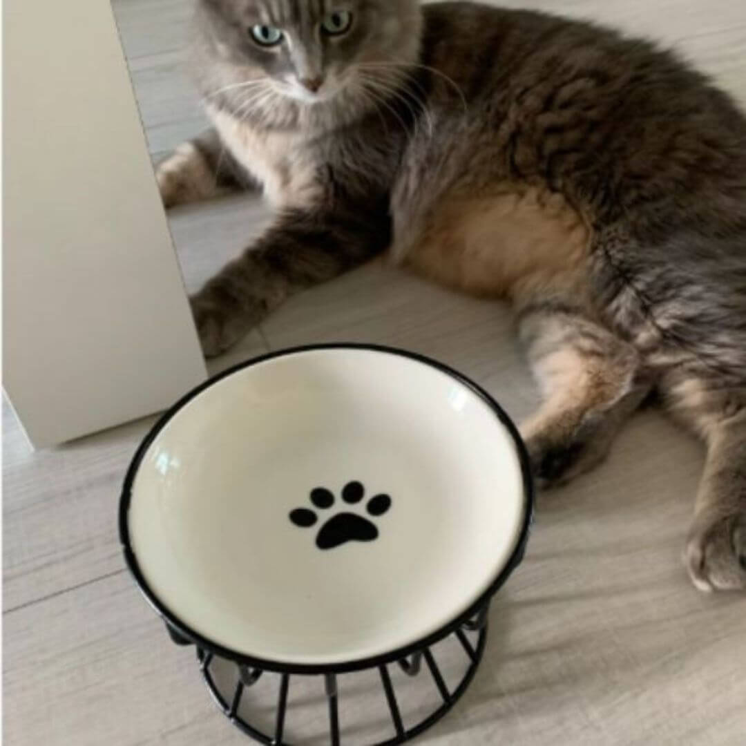 GAMELLE CHAT | Confort et élégance™ - opaschats