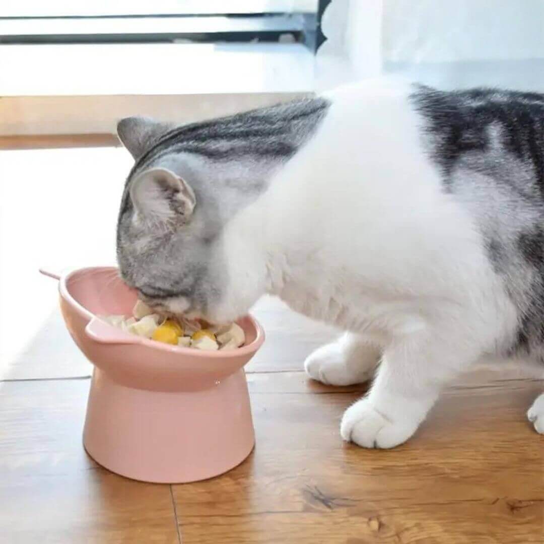 GAMELLE CHAT | transforms your cat's meal™ - opaschats