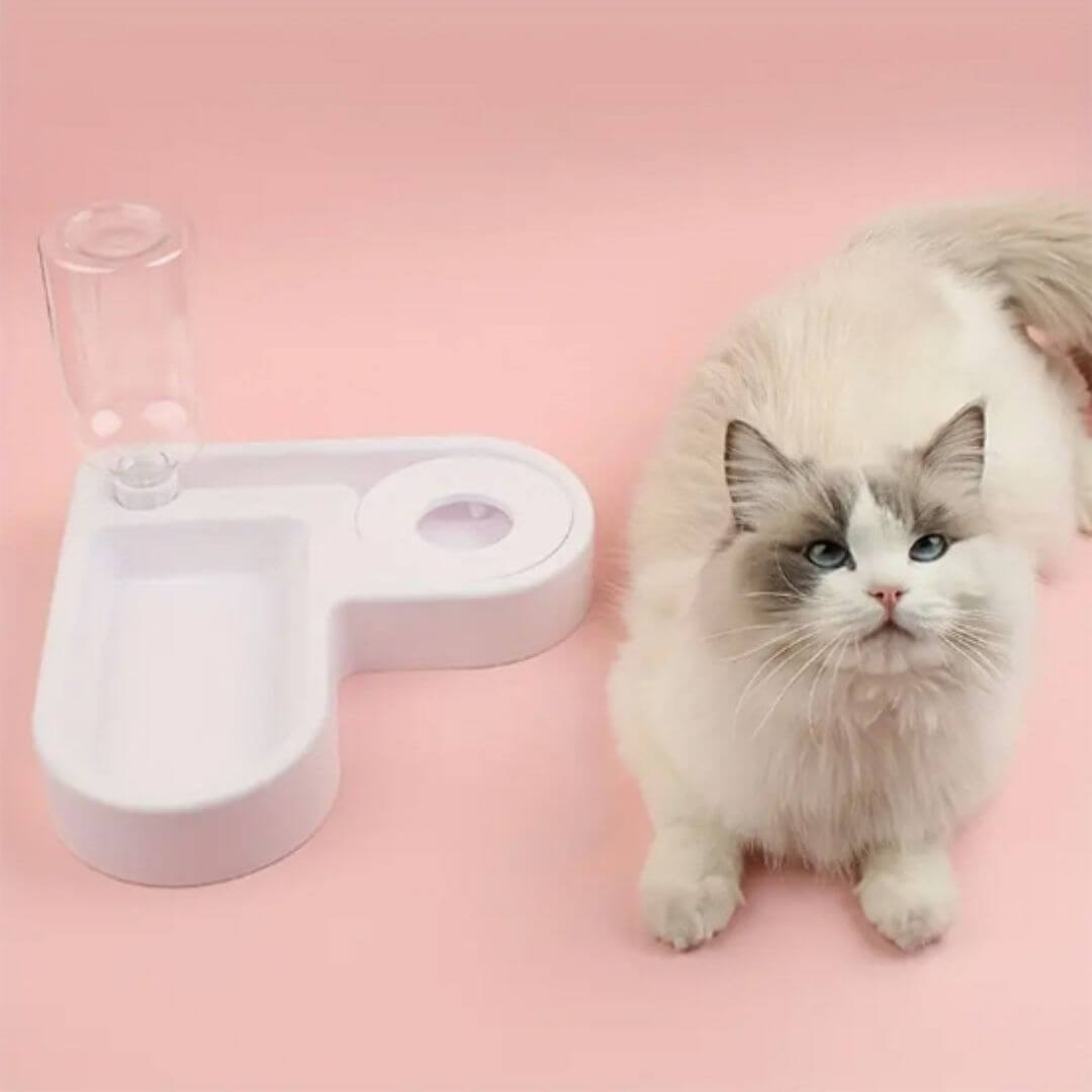 gamelle pour chat chat heureux