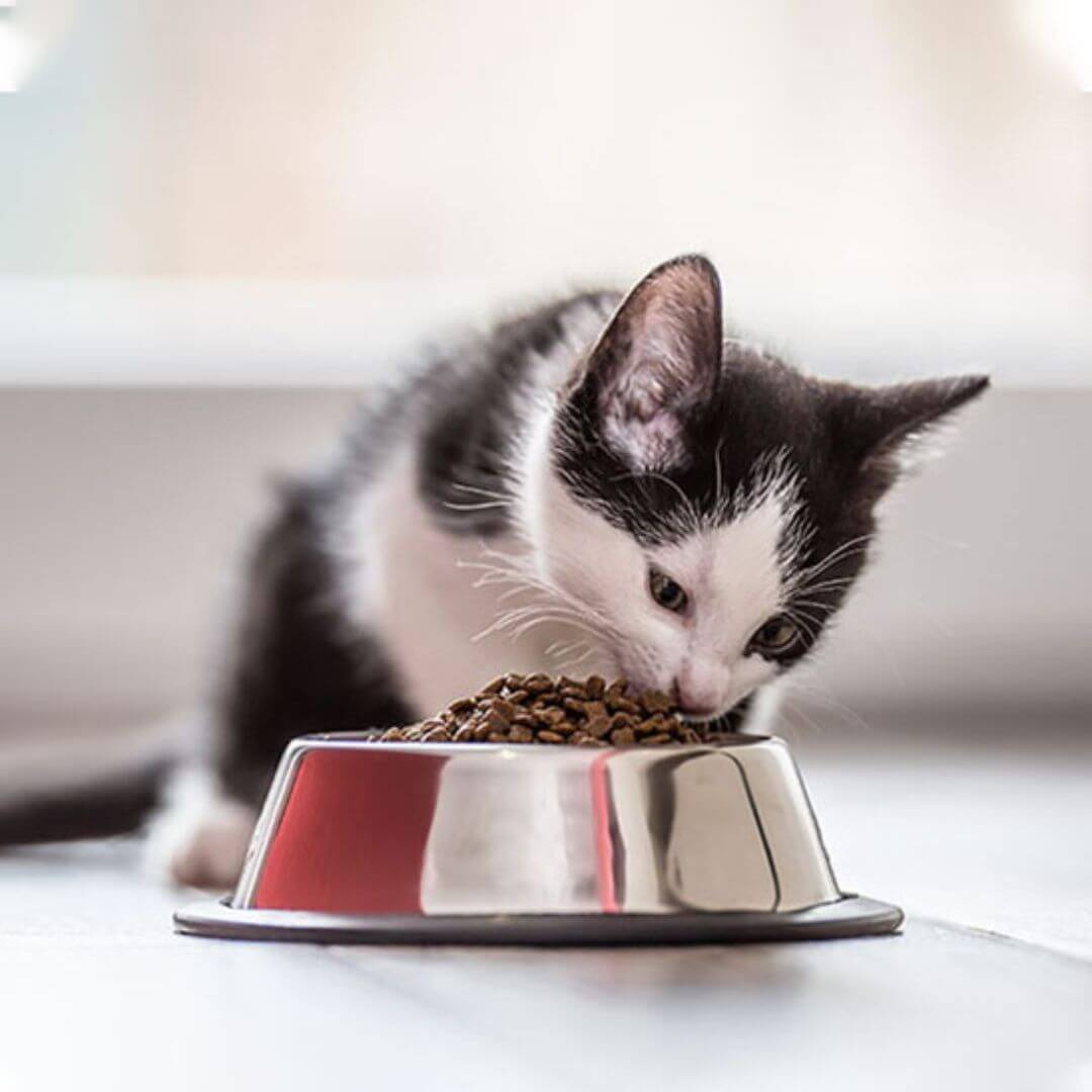 GAMELLE POUR CHAT | Inox Antidérapant™ - opaschats