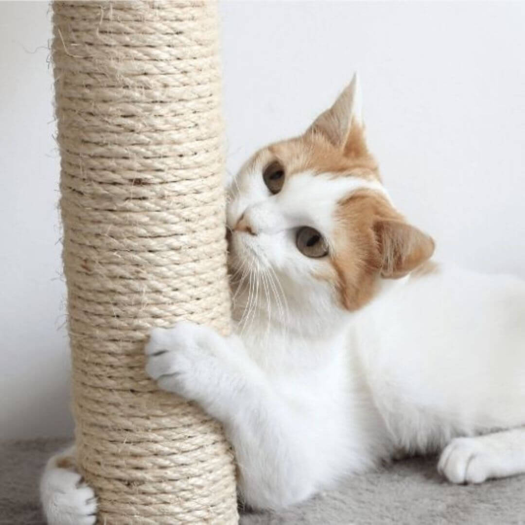 GRIFFOIR POUR CHAT | Corde en sisal™ - opaschats