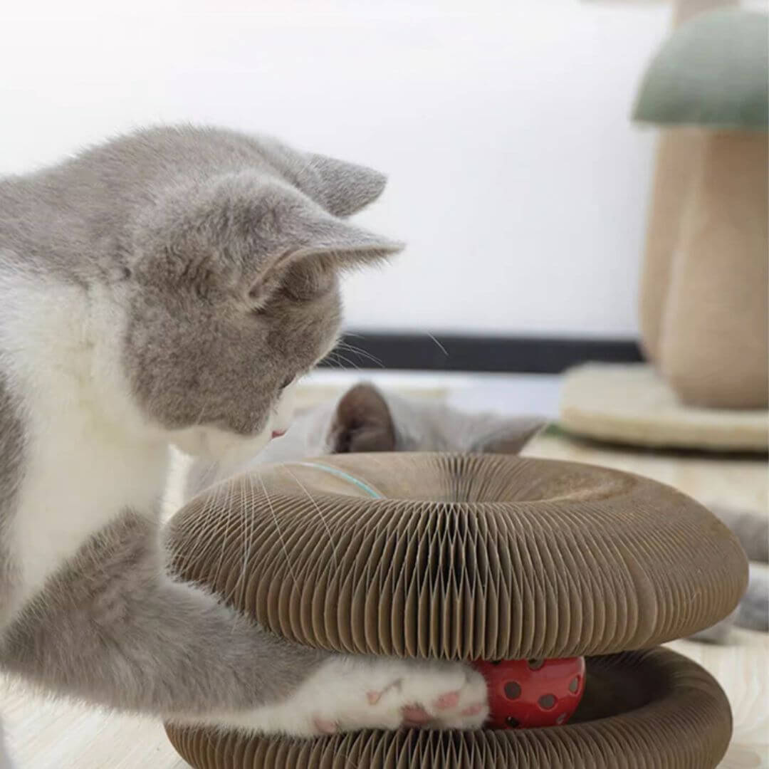 GRIFFOIR POUR CHAT | griffoir pour chat santé™ - opaschats
