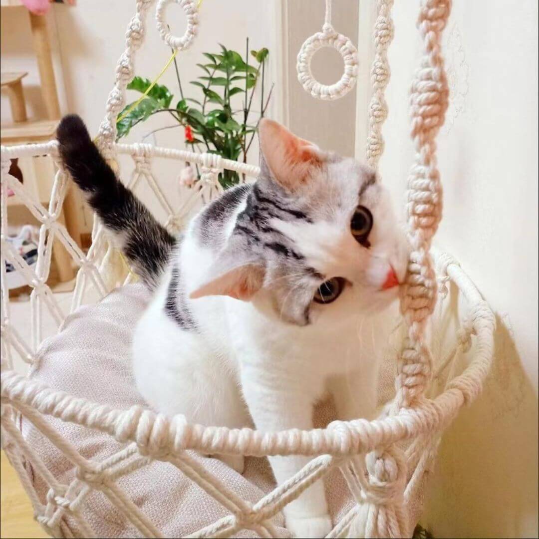 HAMAC CHAT | Hamac Suspenduâą - opaschats