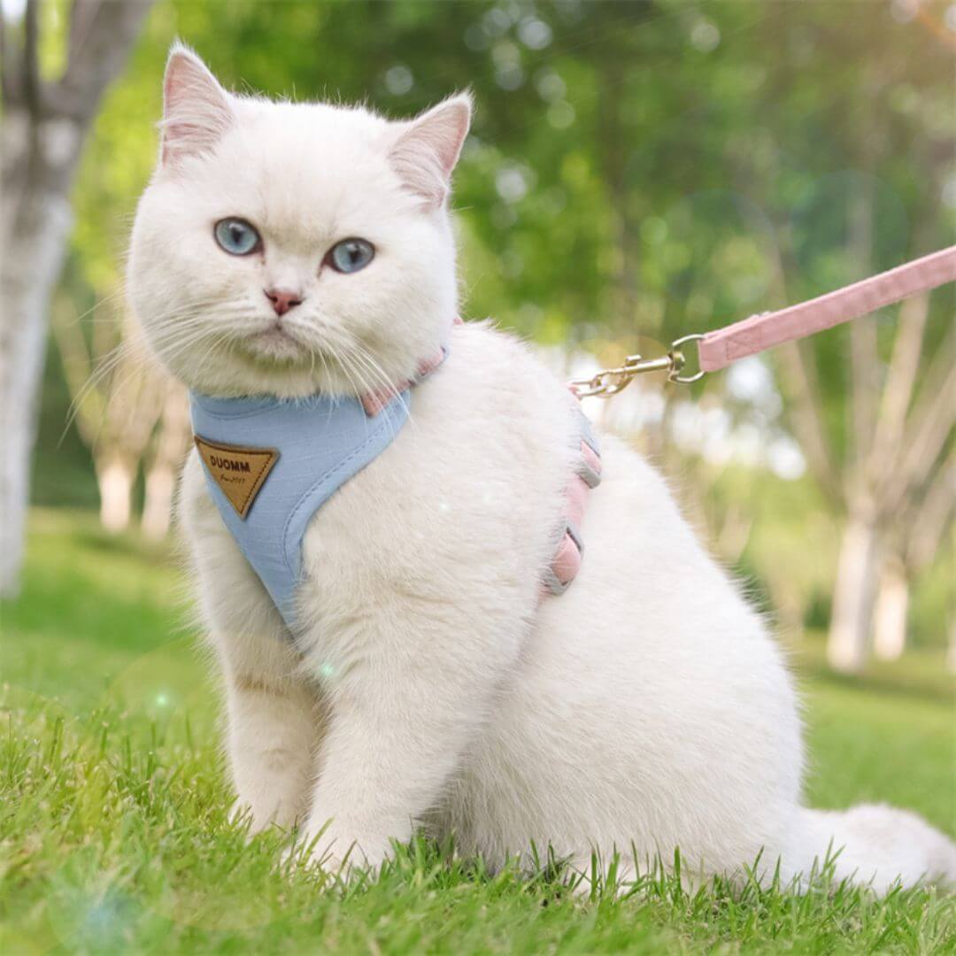 harnais | anti - cat scurfâą - opaschats