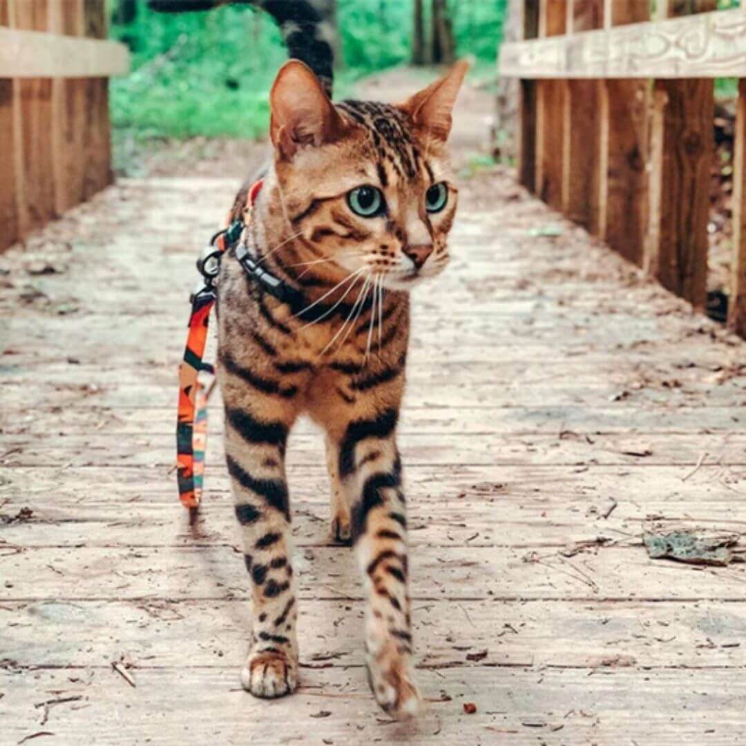 harnais chat | multicolore - opaschats