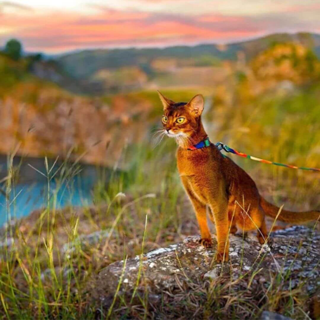 harnais chat | multicolore - opaschats