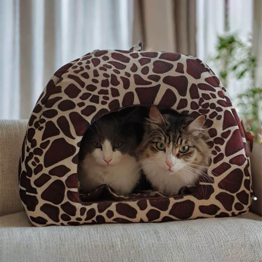 NICHE POUR CHAT | GuépFruity™ - opaschats