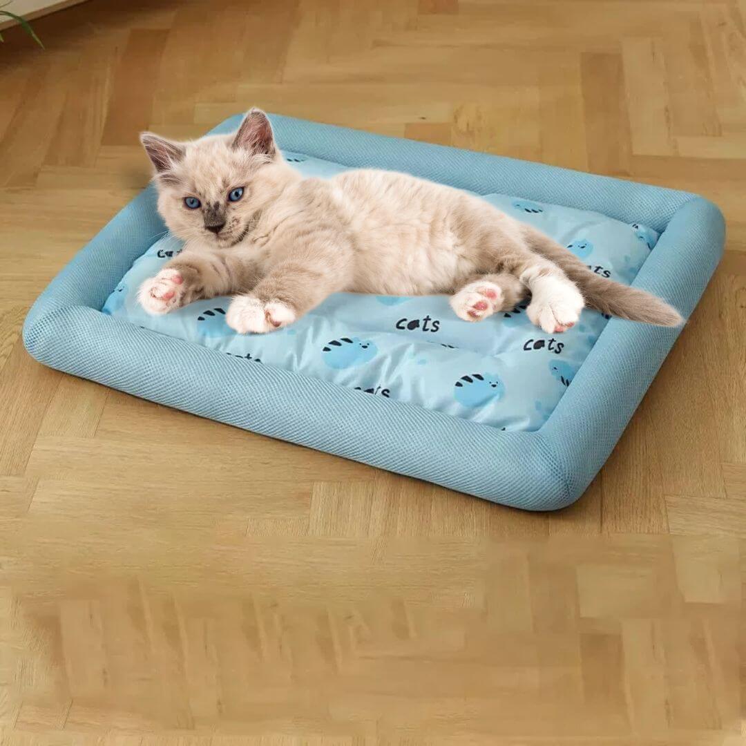 panier chat bleu