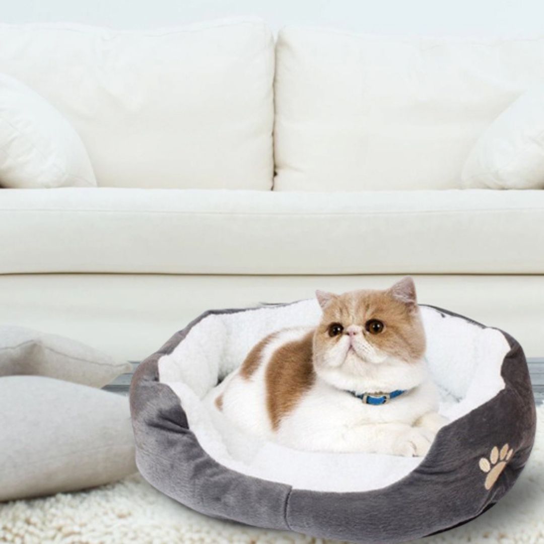 panier chatons | nid de tendresse - opaschats