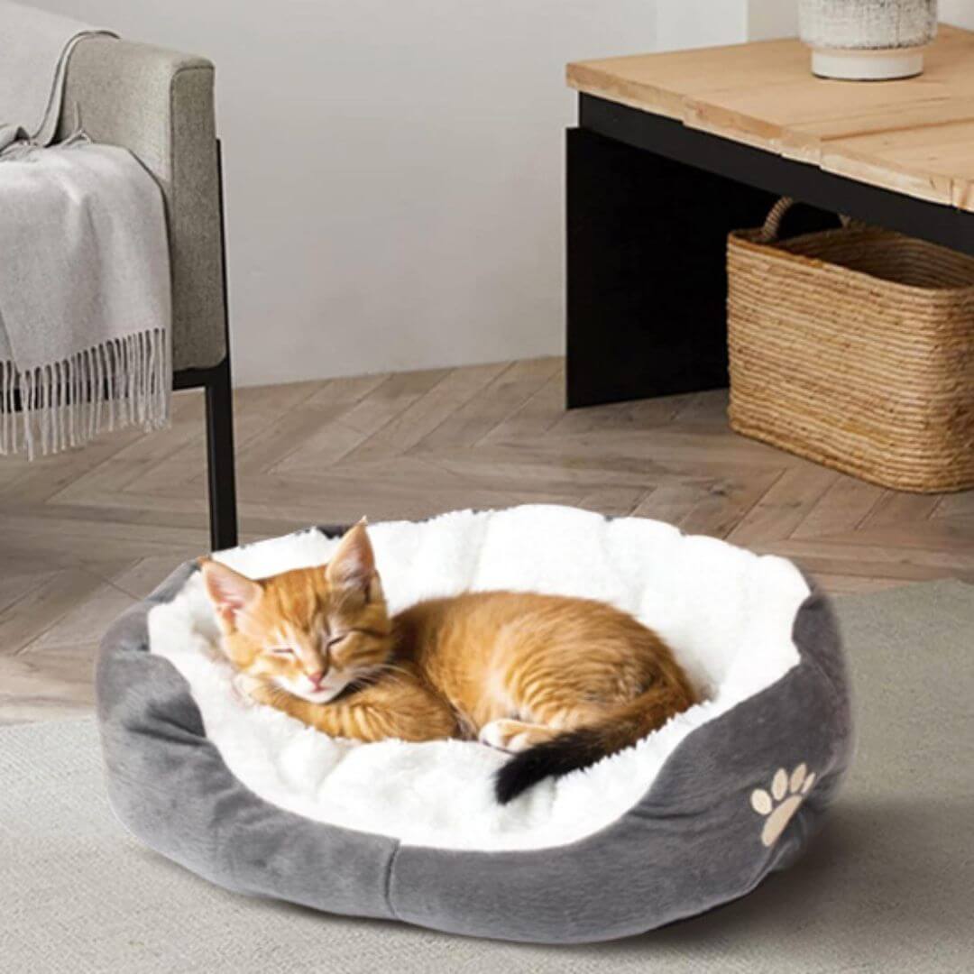 panier chatons | nid de tendresse - opaschats