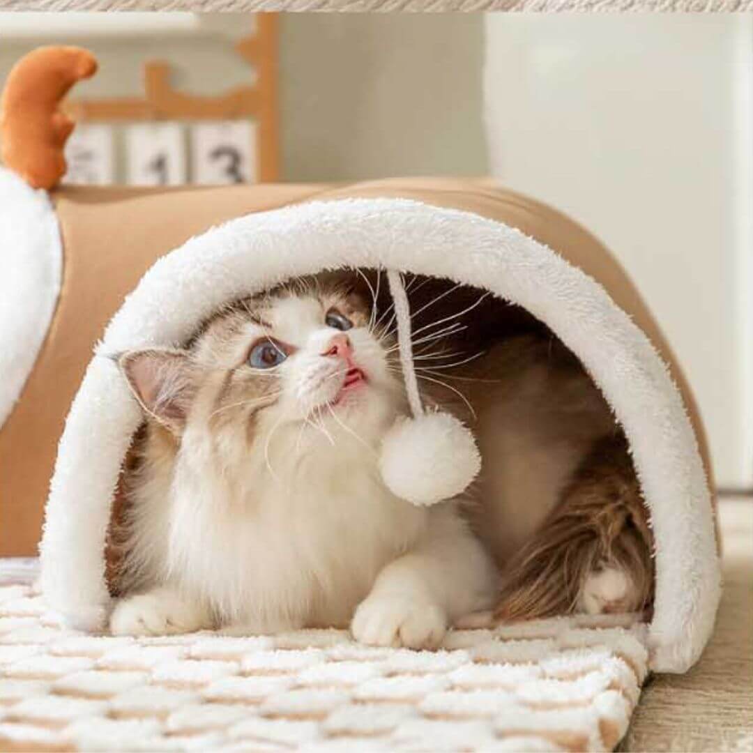 panier pour chat | lit et jeu - opaschats