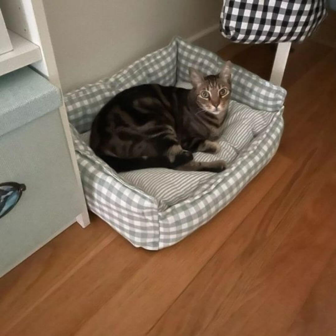 PANIER POUR CHAT | Sweet Night™ - opaschats