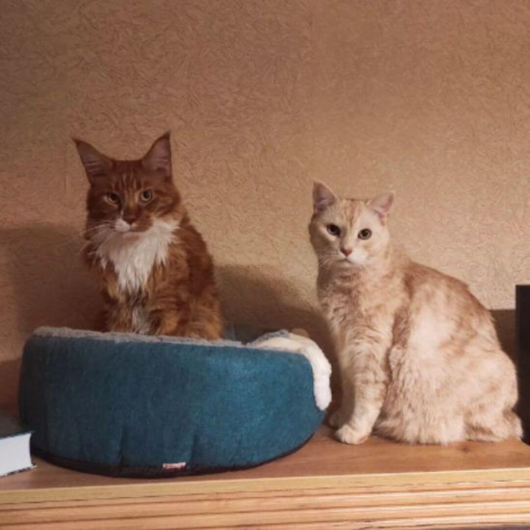 PANIER POUR CHAT | Tranquillité™ - opaschats