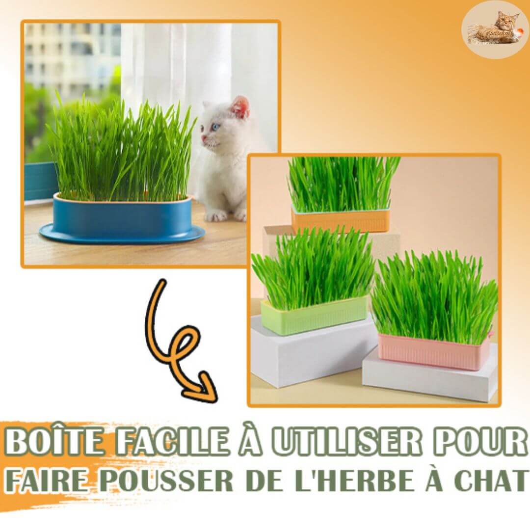 boite-herbe-à-chat-pousse