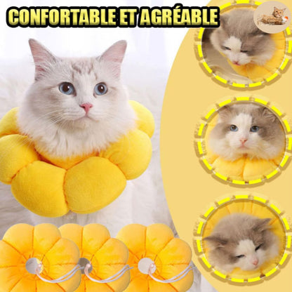 collerette-chat-confortable