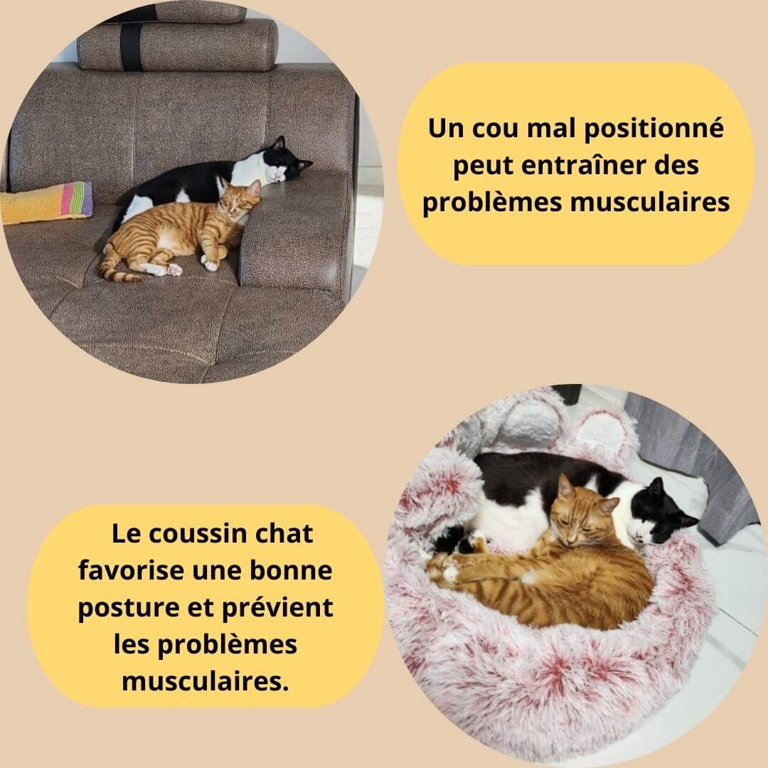 coussin chat - cat bear bed™ - opaschats