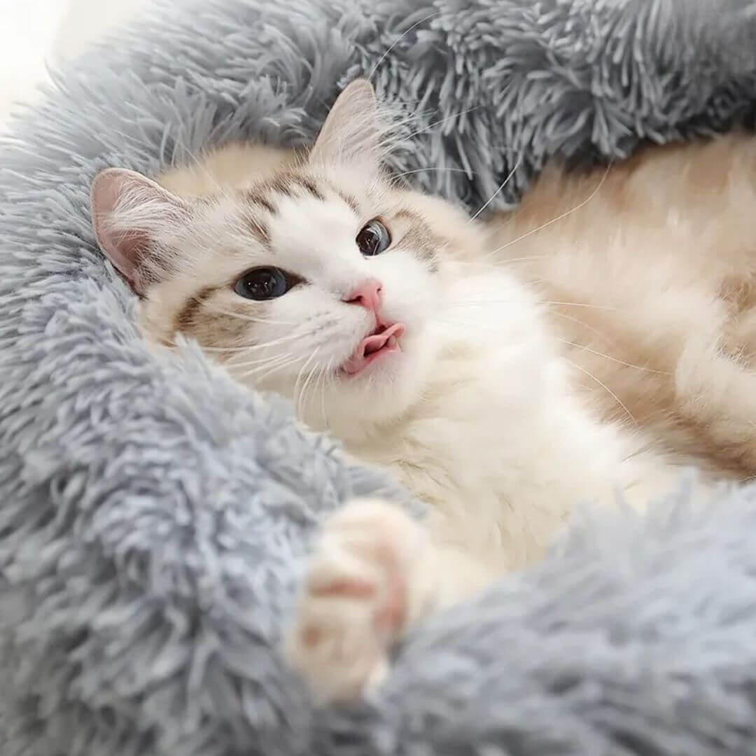 COUSSIN POUR CHAT | Cat Basket™ - opaschats